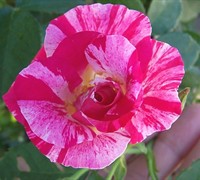 Candy Land Climbing Rose Picture
