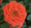 All A Twitter Rose