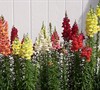 Rocket Mix Snapdragon