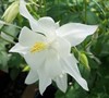 Songbird Mix Columbine