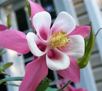 Songbird Mix Columbine Picture
