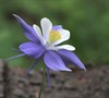 Songbird Mix Columbine