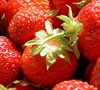 Berries Galore Everbearing Strawberry
