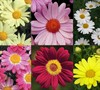 Comet Argyranthemum - Series