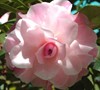 Buttons N Bows Camellia