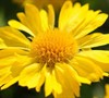 Mesa Yellow Gaillardia