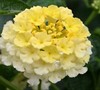 Evita Citrus Lantana
