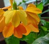 Florida Sunset Crossandra