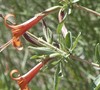Desert Honeysuckle