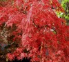 Orangeola Japanese Maple