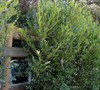Bright N Tight Carolina Laurel