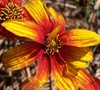 Sunset Strip Coreopsis