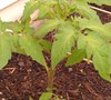 Big Beef Tomato