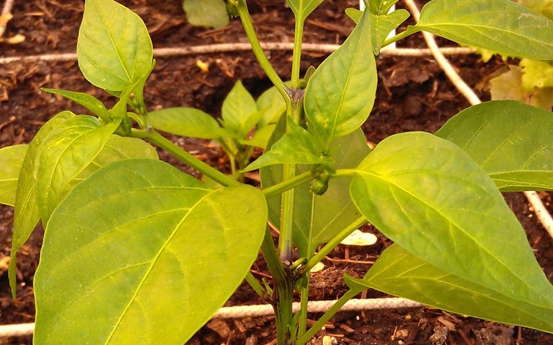 Jalapeno Pepper