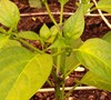 Jalapeno Pepper