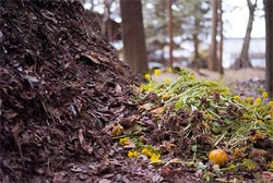 Compost Pile Compost Pile