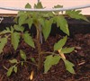 Big Boy Tomato