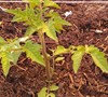 Large Red Cherry Tomato