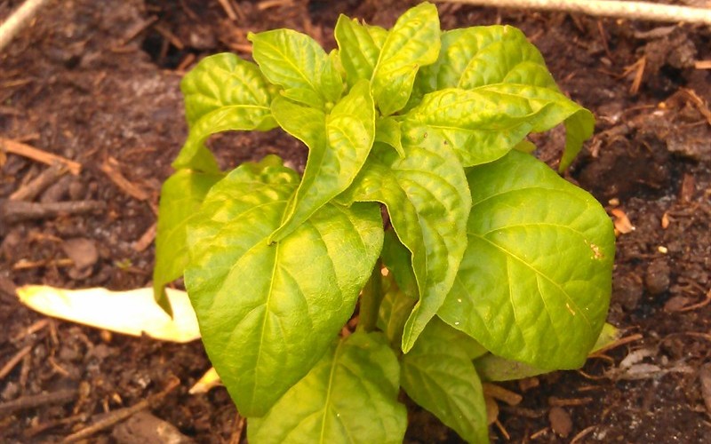 Habanero Red Pepper