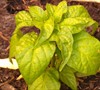 Habanero Red Pepper