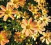 Sienna Sunset Coreopsis