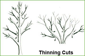 Pruning Thinning Cuts Pruning Thinning Cuts