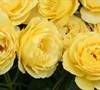 Walking On Sunshine Rose