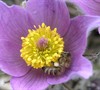 Pasque Flower (Pulsatilla)