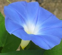Heavenly Blue Morning Glory Picture