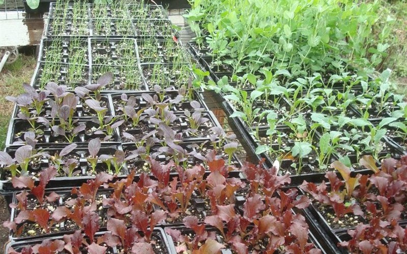 Veggie seedlings in the nursery