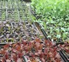 Veggie seedlings in the nursery