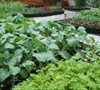 Veggie starts in the nursery.