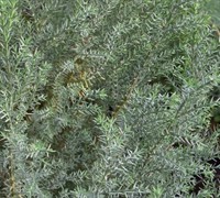 Lawson False Cypress 'Blue Surprise' Picture