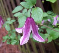 Pagoda Clematis Picture