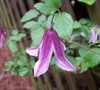 Pagoda Clematis