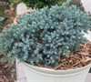Blue Star Juniper