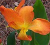 Orange Punch Canna Lily