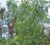 Picture about Dying Blooms And Stems On Granny Smith Apple Tree