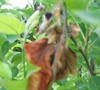 Picture about Dying Blooms And Stems On Granny Smith Apple Tree