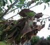 Picture about Dying Blooms And Stems On Granny Smith Apple Tree