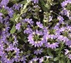 Scaevola