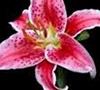 Stargazer Lilly