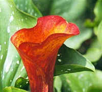 Calla Lilly Picture