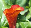 Calla Lilly