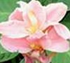 Pink Canna