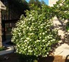 Viburnum