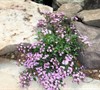 Saponaria