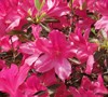 Azaleas