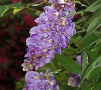 Amethyst Falls Wisteria Picture