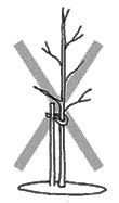 Do not use single stake method to stake tree!